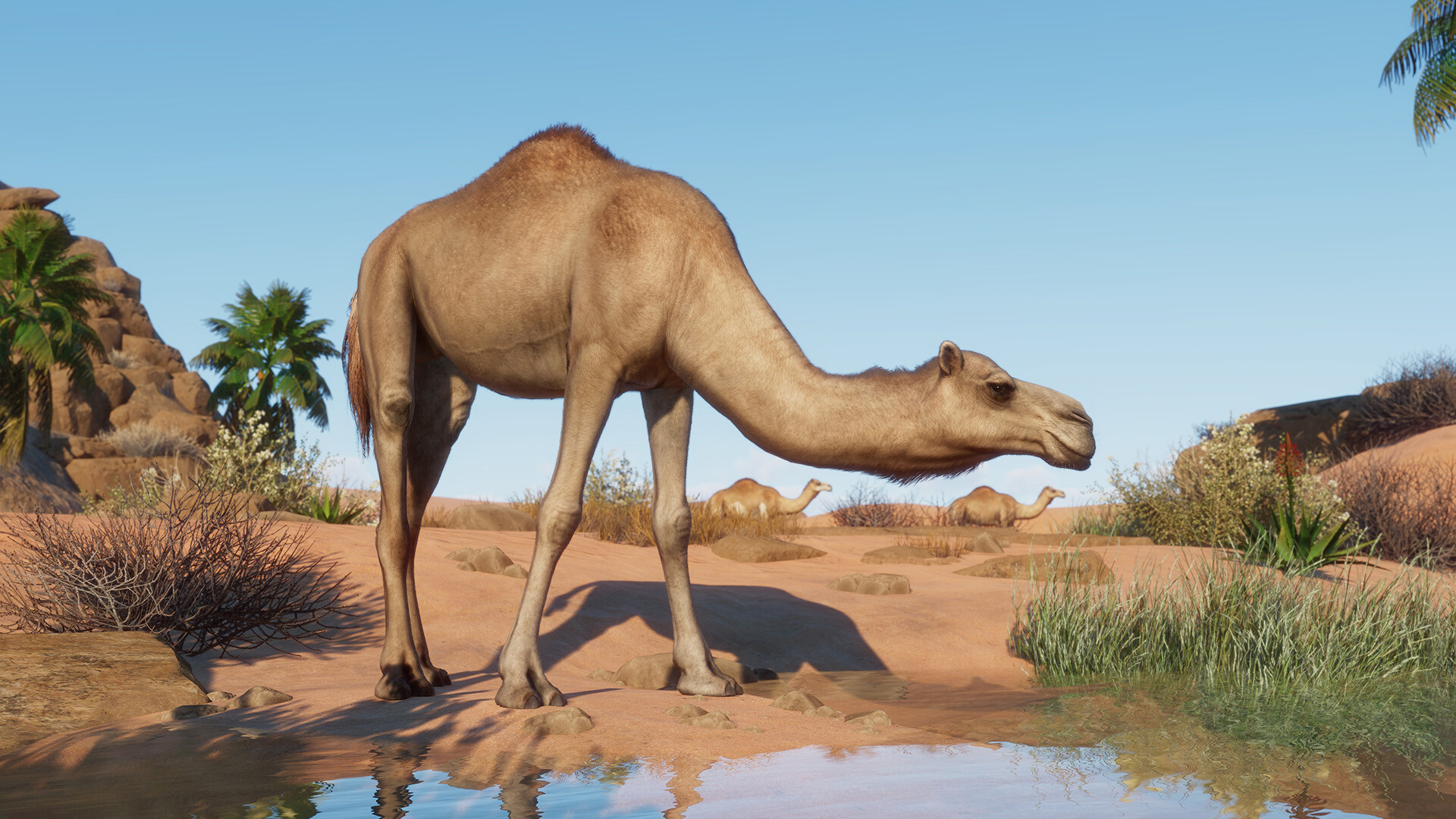 Planet Zoo - Arid Animal Pack DLC PC Steam CD Key screenshot 1