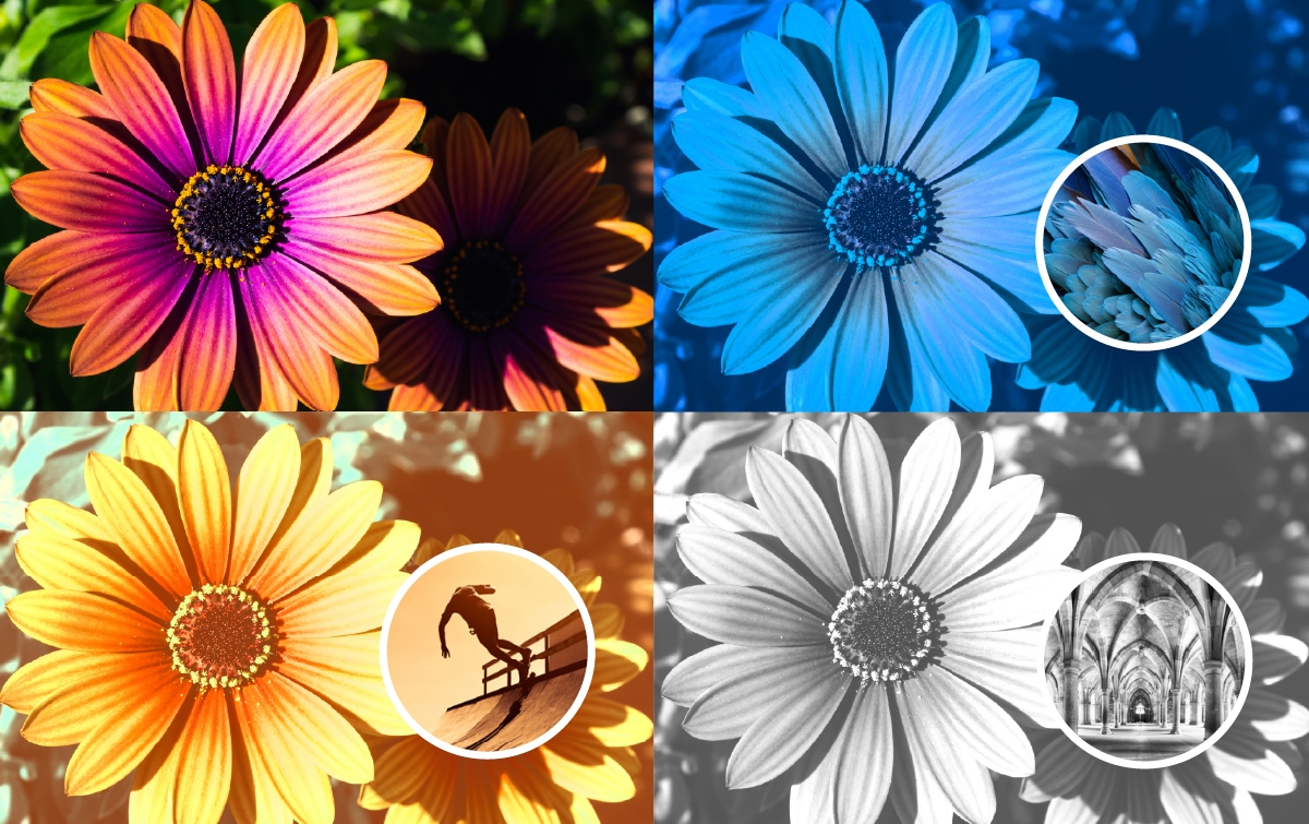 Ảnh chụp màn hình 4 của Adobe Photoshop Elements 2025 US (3 Years / 1 Device)